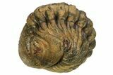 Wide, Perfectly Enrolled Morocops Trilobite - Morocco #224327-2